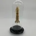 Cloche Squilla mantis