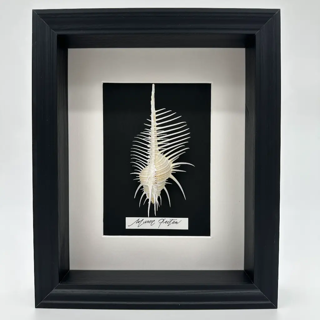 Cadre Murex Pecten 