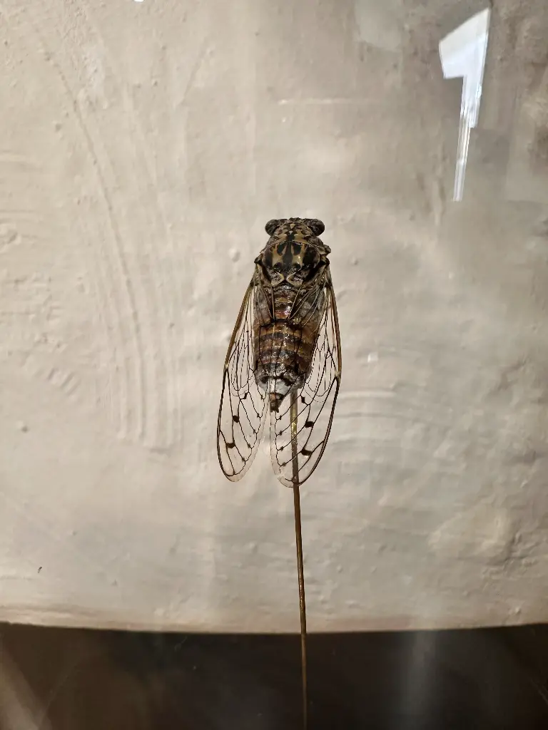 Cloche Cigale de Gruissan 