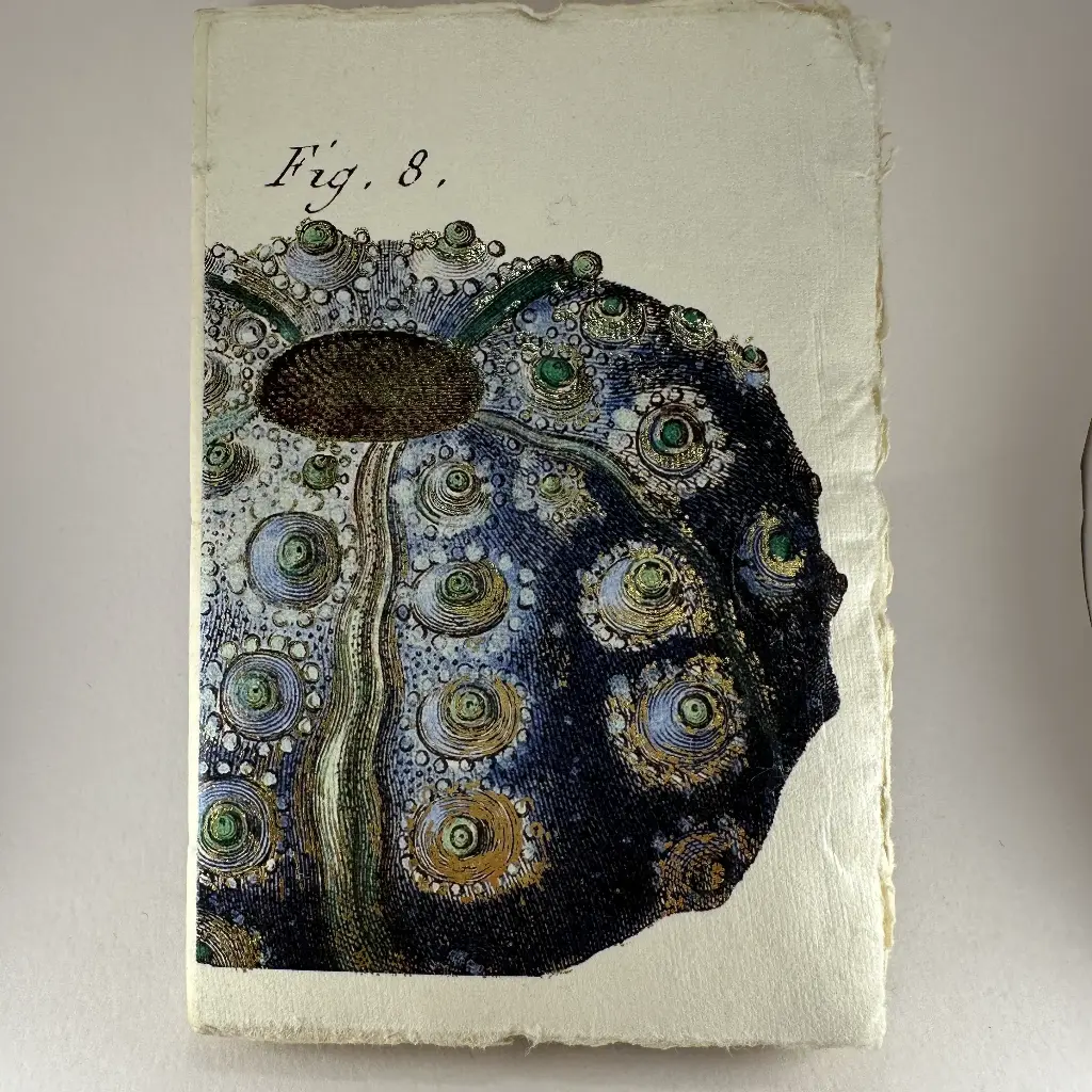 Petit carnet motif oursin violet