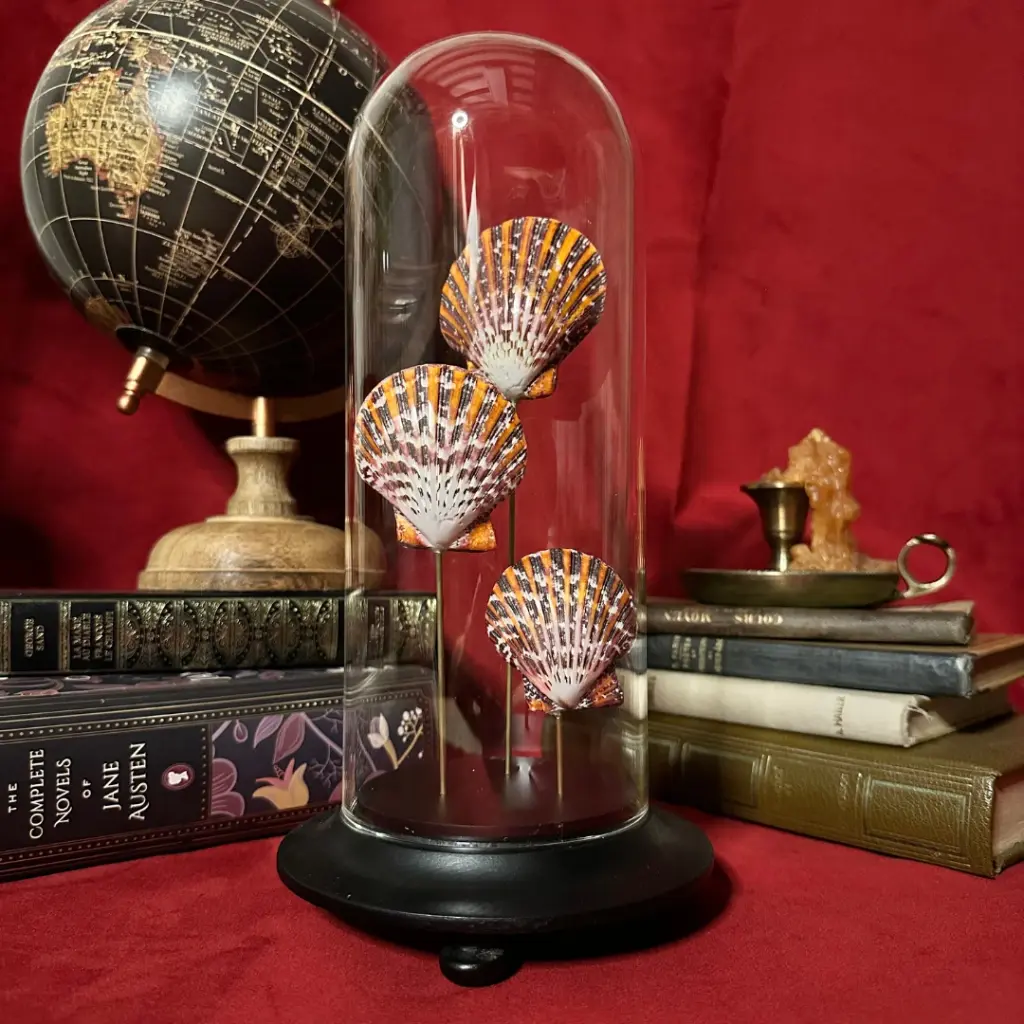 Cloche 3 Pecten Pallium Poli