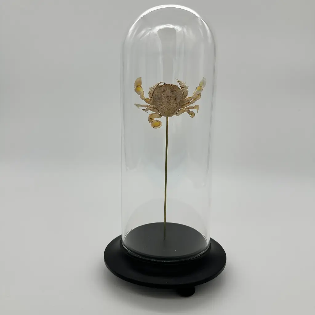 Cloche Matuta Lunaris