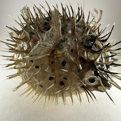 [AR00157] Poisson Globe