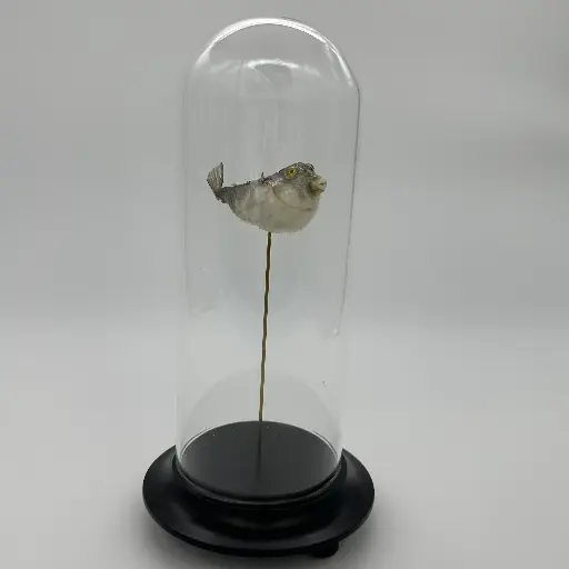 [AR00184] Cloche Poisson Globe Tetraodontidae