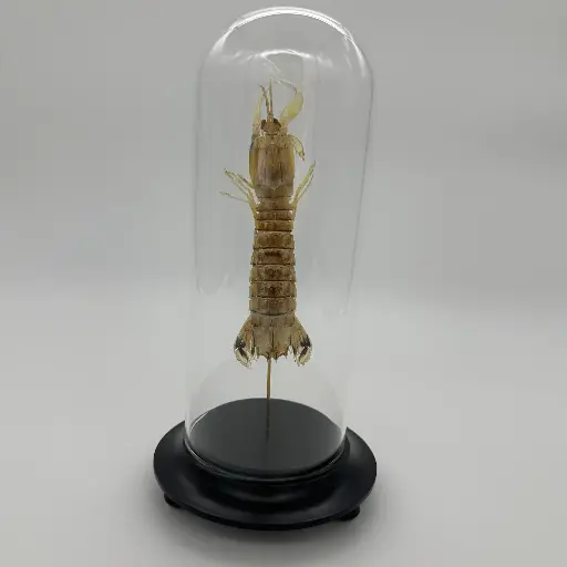 [AR00185] Cloche Squilla mantis