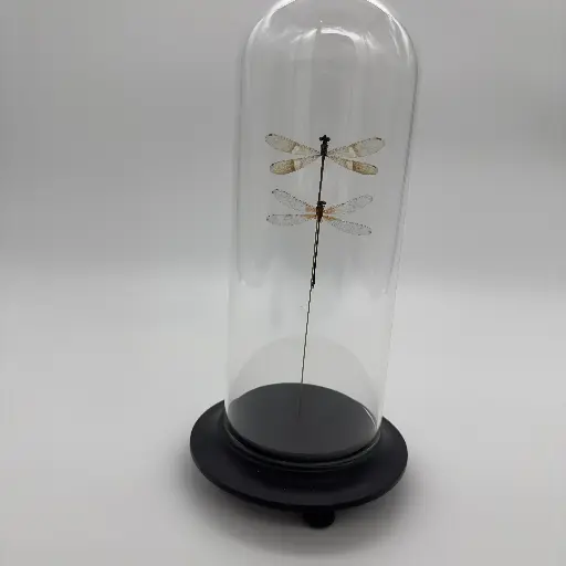 Cloches Deux Demoiselles 