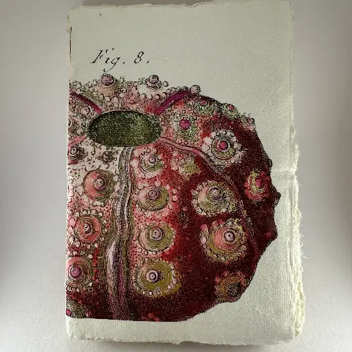 Petit carnet motif oursin rouge