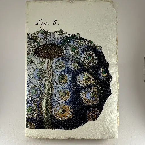 Petit carnet motif oursin bleu