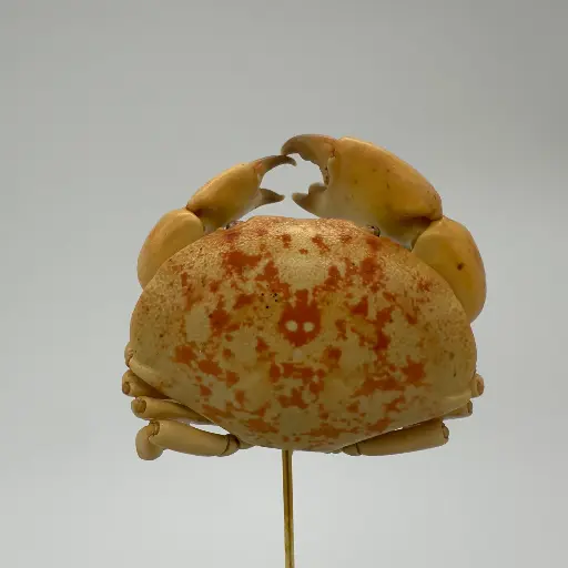 [AR00002] Cloche Carpillus Convexus