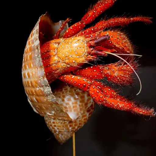 [AR00003] Bernard l'hermite