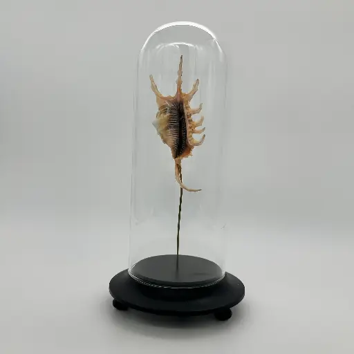 [AR00008] Cloche Lambis Scorpius