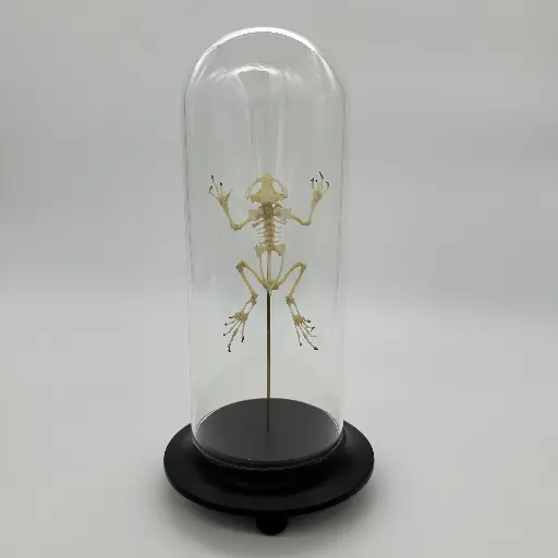 [AR00010] Cloche squelette Rhacophorus Reinwardti